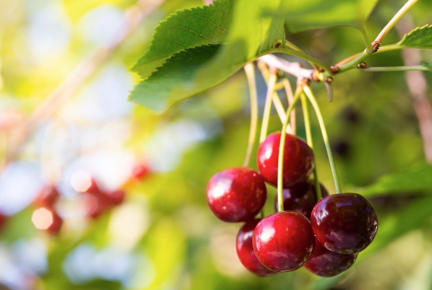 Prunus cerasus SKUGGMORELL E, (körsbär)