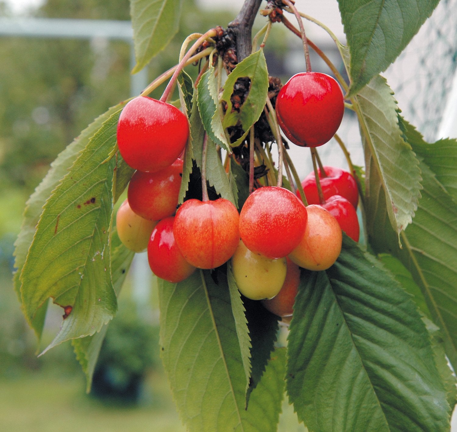 Prunus avium 'Allmän Gulröd Bigarrå', (körsbär) co, inkl. uppbindnings kit