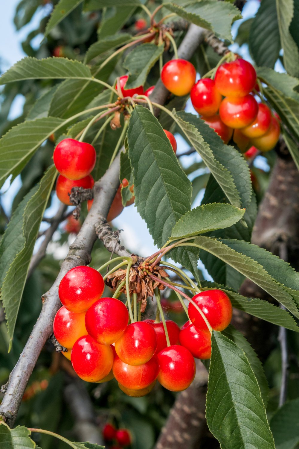 Prunus avium 'Allmän Gulröd Bigarrå', (körsbär) co, inkl. uppbindnings kit