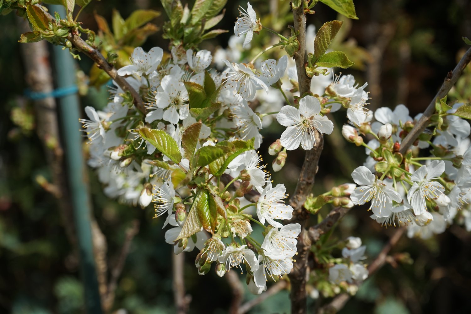 Prunus avium 'Allmän Gulröd Bigarrå', (körsbär) co, inkl. uppbindnings kit