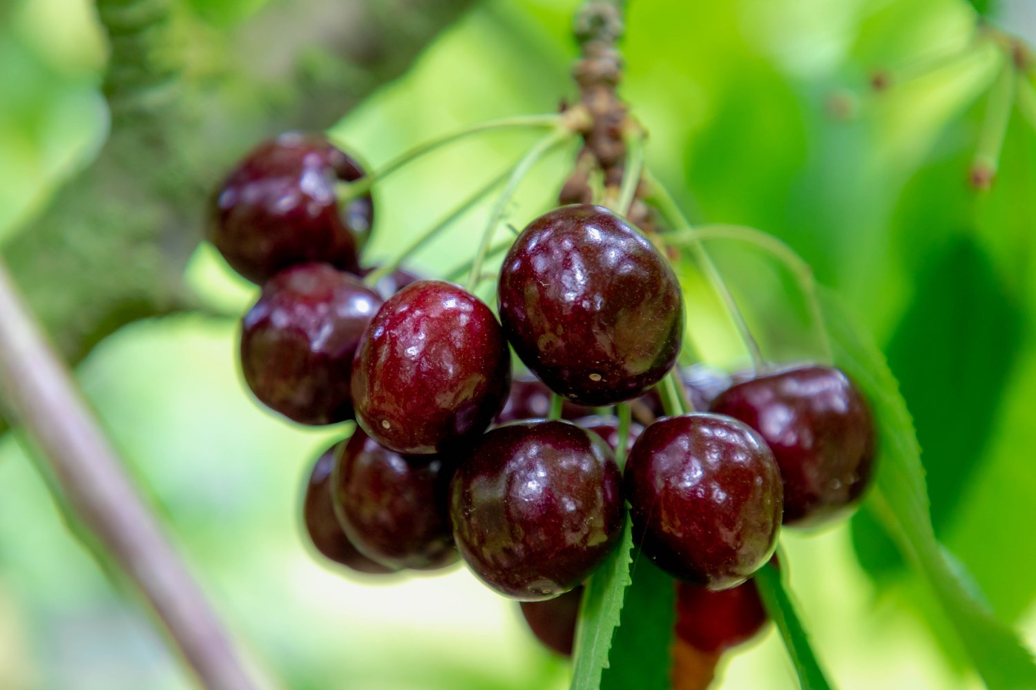 Prunus avium 'Sam', (körsbär)