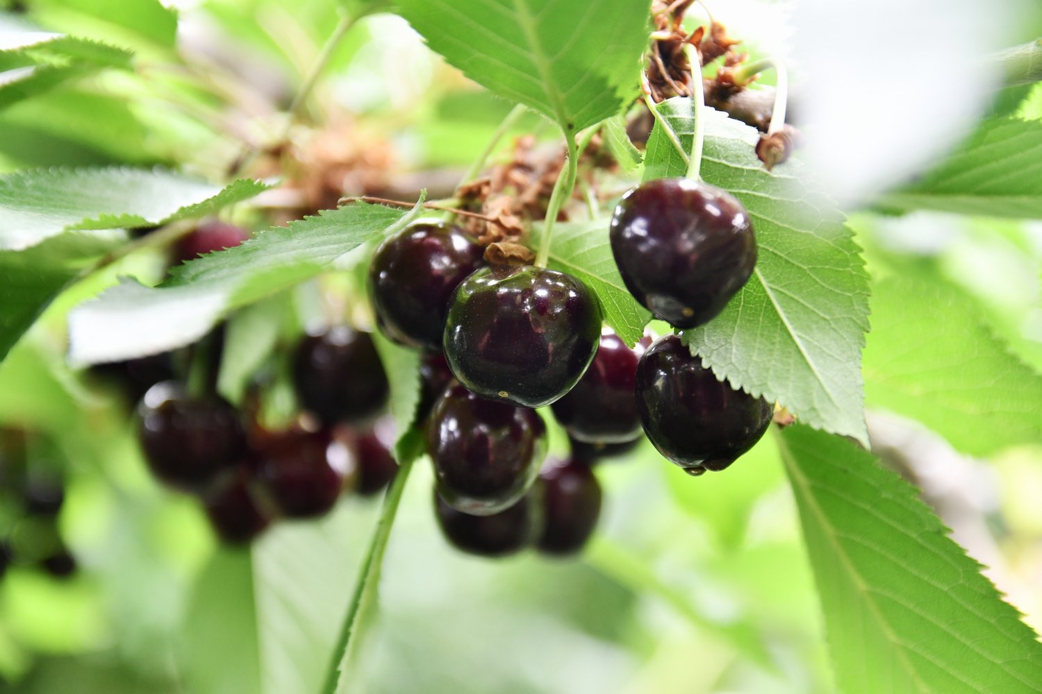 Prunus avium STOR SVART BIGARRÅ, (körsbär), inkl. uppbindnings kit
