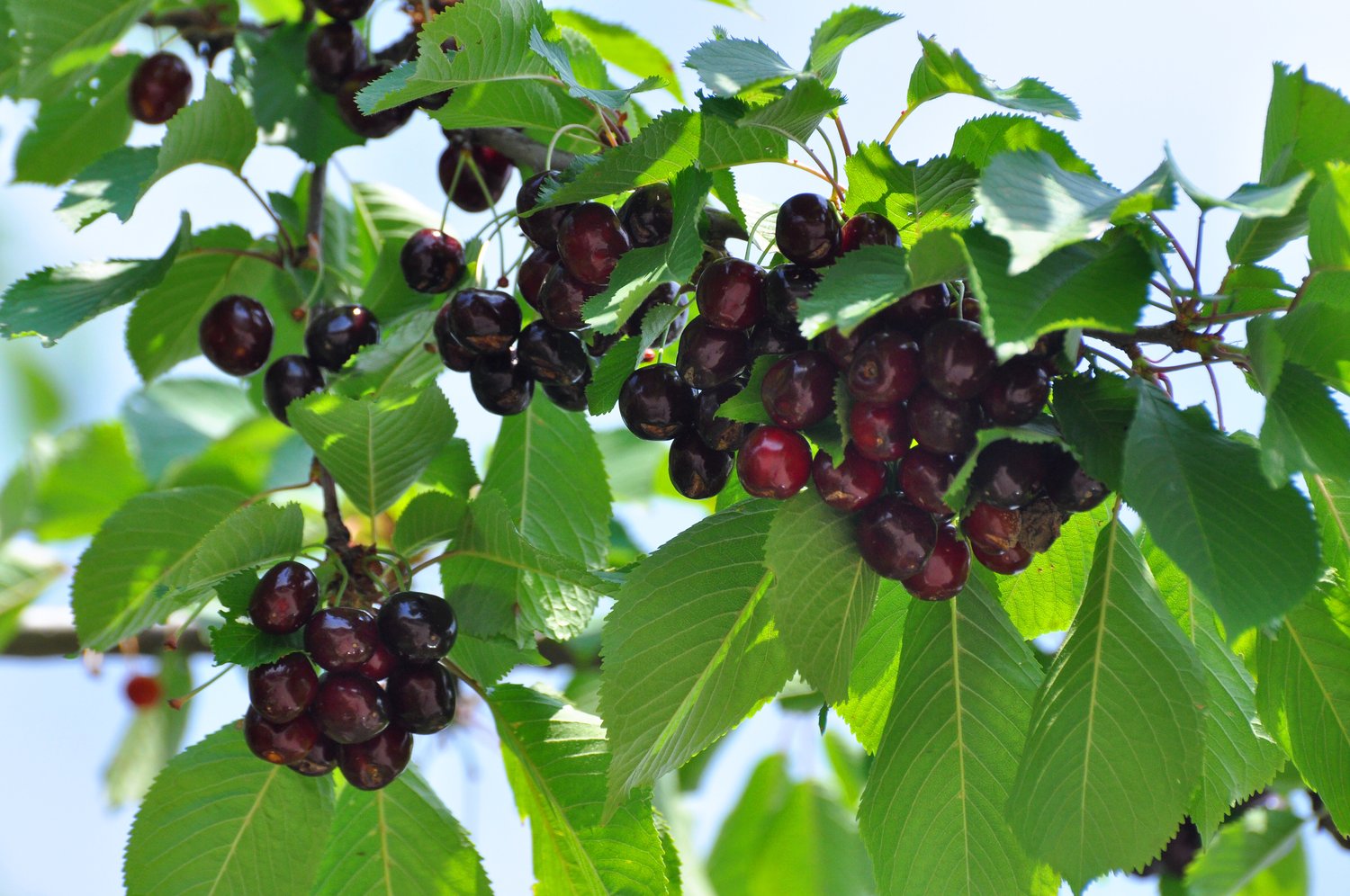 Prunus avium STOR SVART BIGARRÅ, (körsbär), inkl. uppbindnings kit