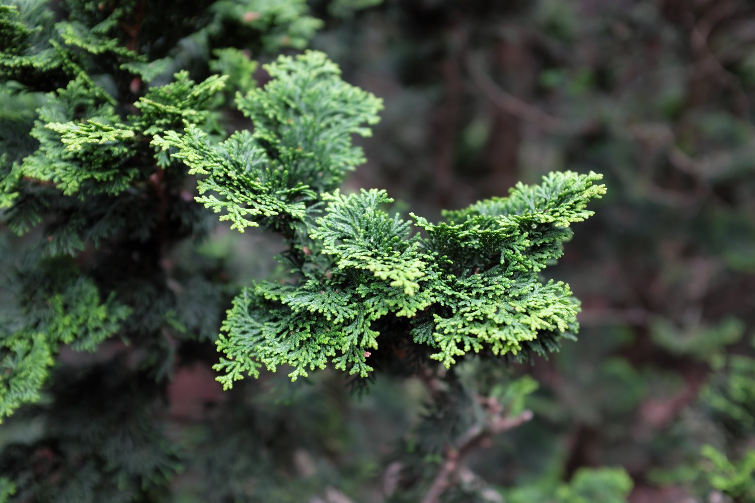 Chamaecyparis obtusa 'Nana Gracilis', 20-25 cm
