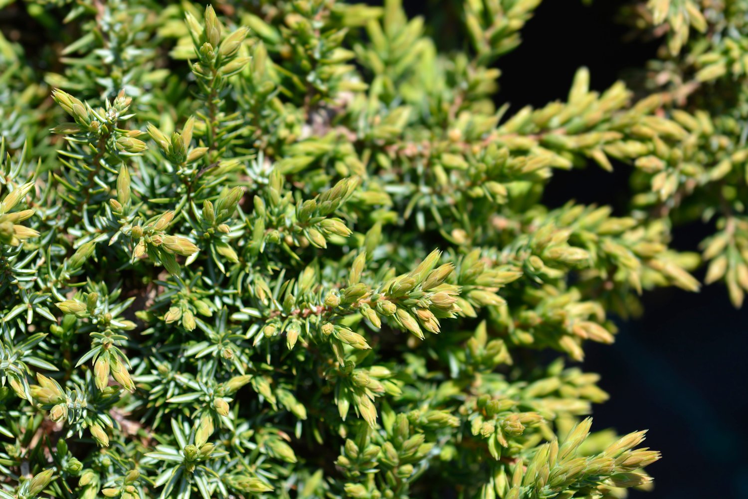 Juniperus communis 'Green Carpet', 30-40 cm