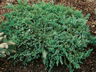 Juniperus horizontalis 'Blue Chip', 25-30 cm