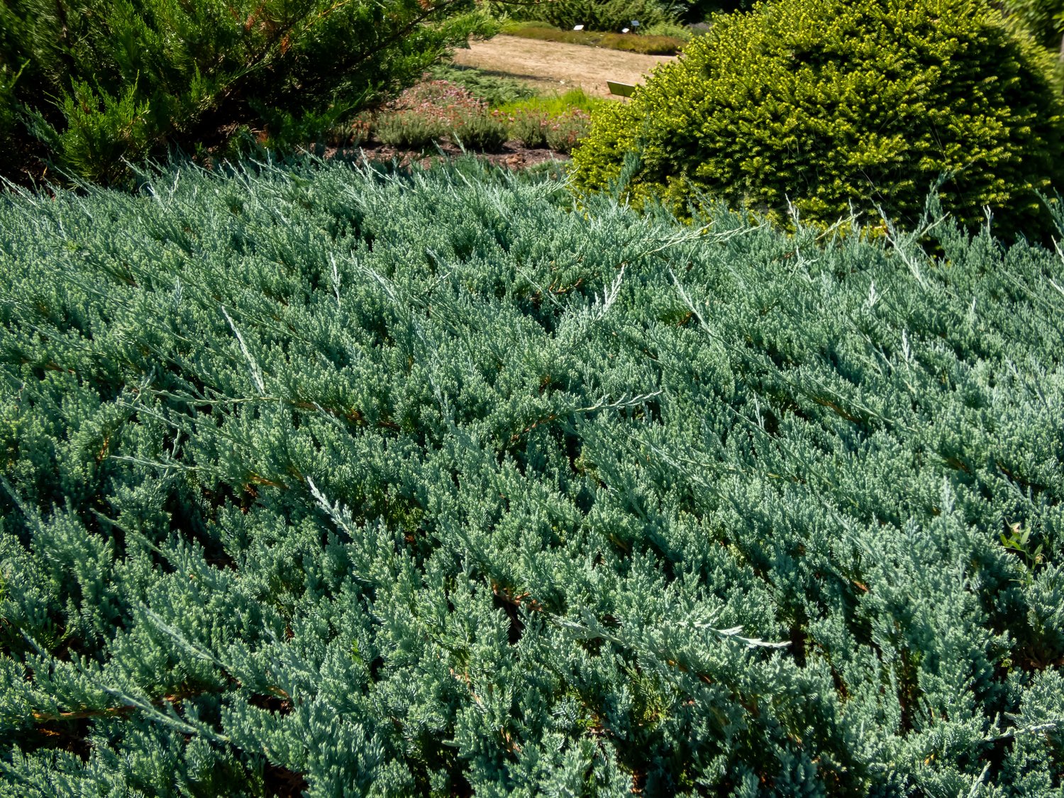 Juniperus horizontalis 'Blue Chip', 25-30 cm