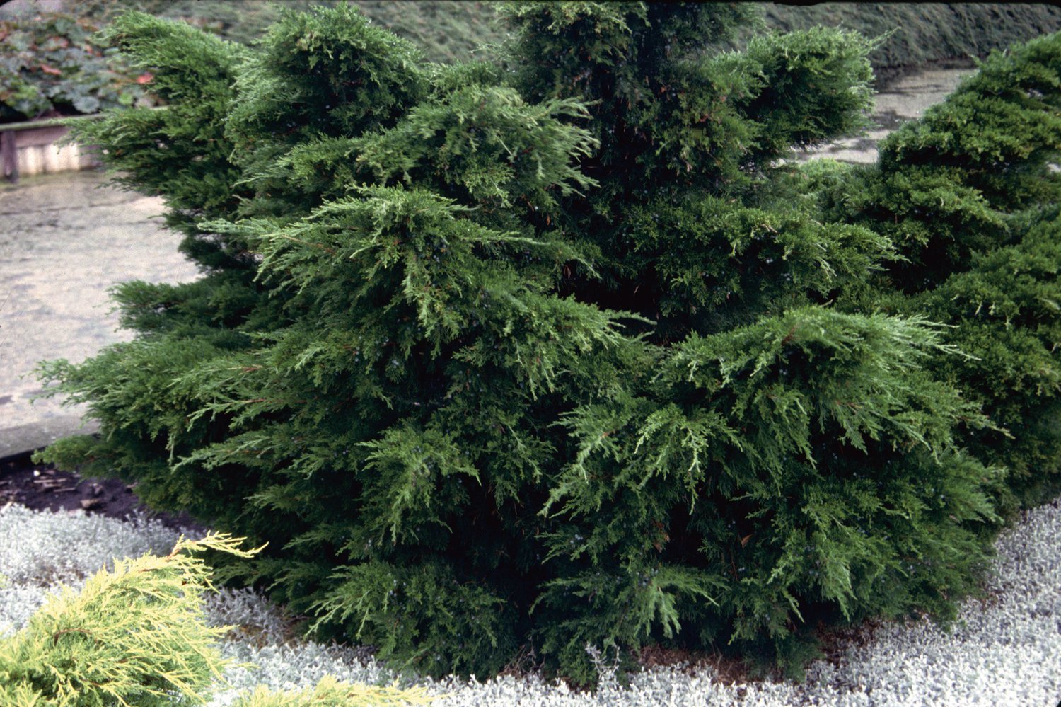 Juniperus x pfitzeriana 'Mint Julep', 30-40 cm