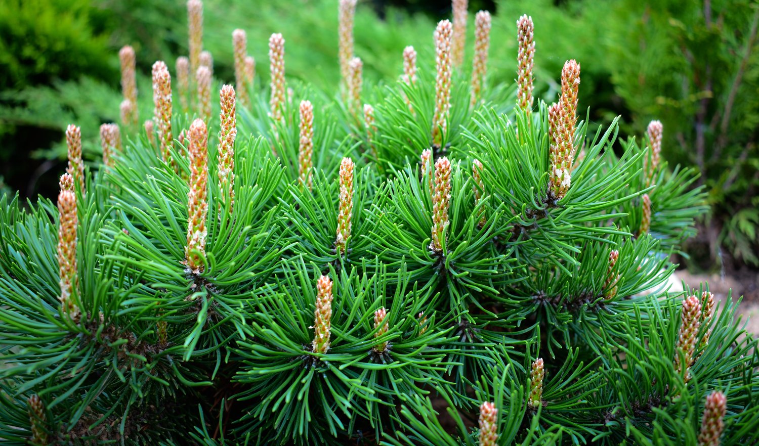 Pinus mugo ssp. mugo, 20-25 cm