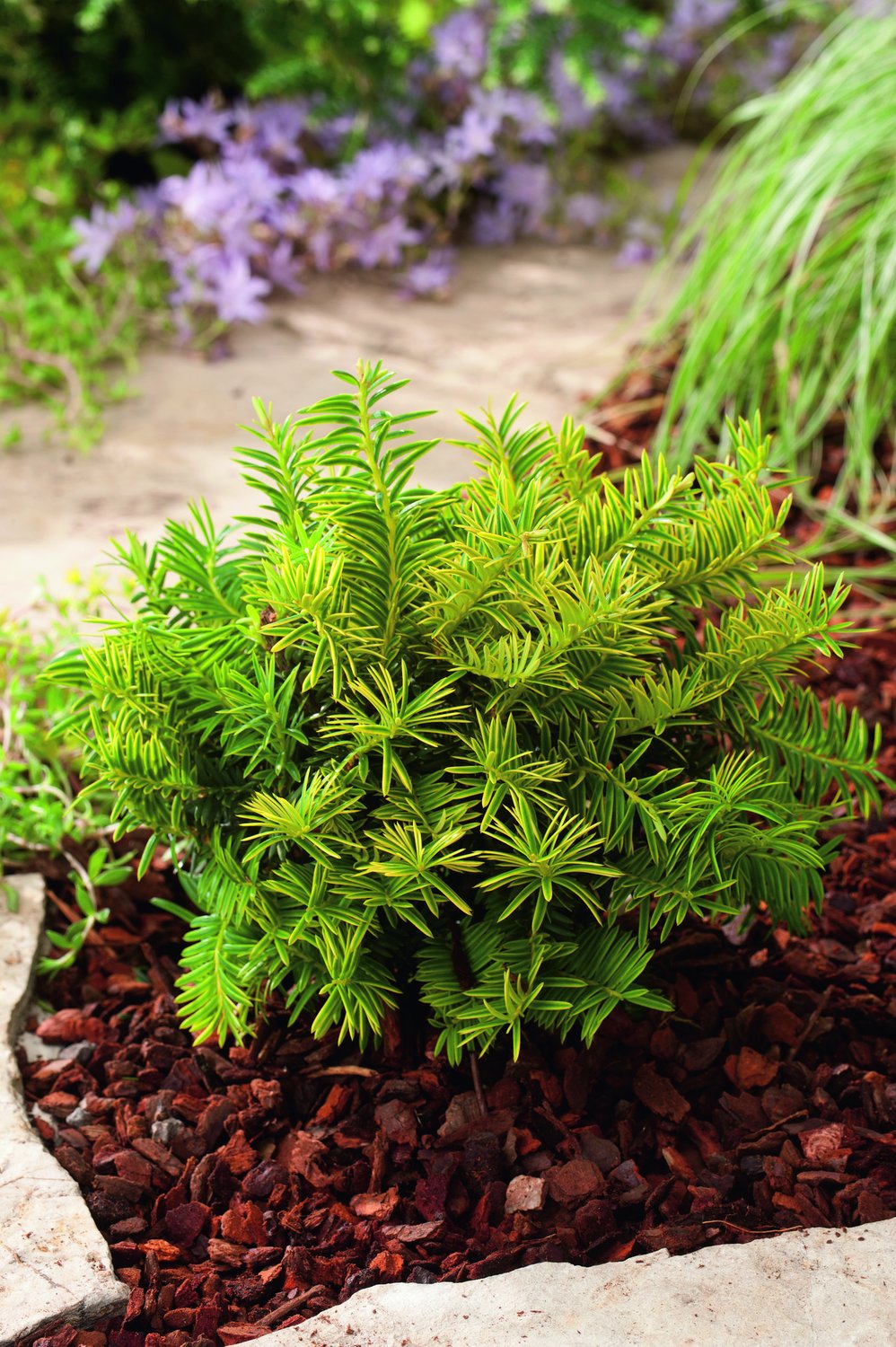 Taxus baccata 'Summergold', 30-40 cm