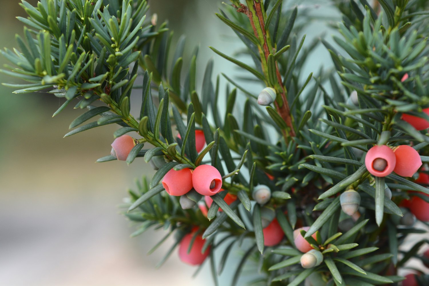 Taxus x media 'Hicksii', 40-50 cm
