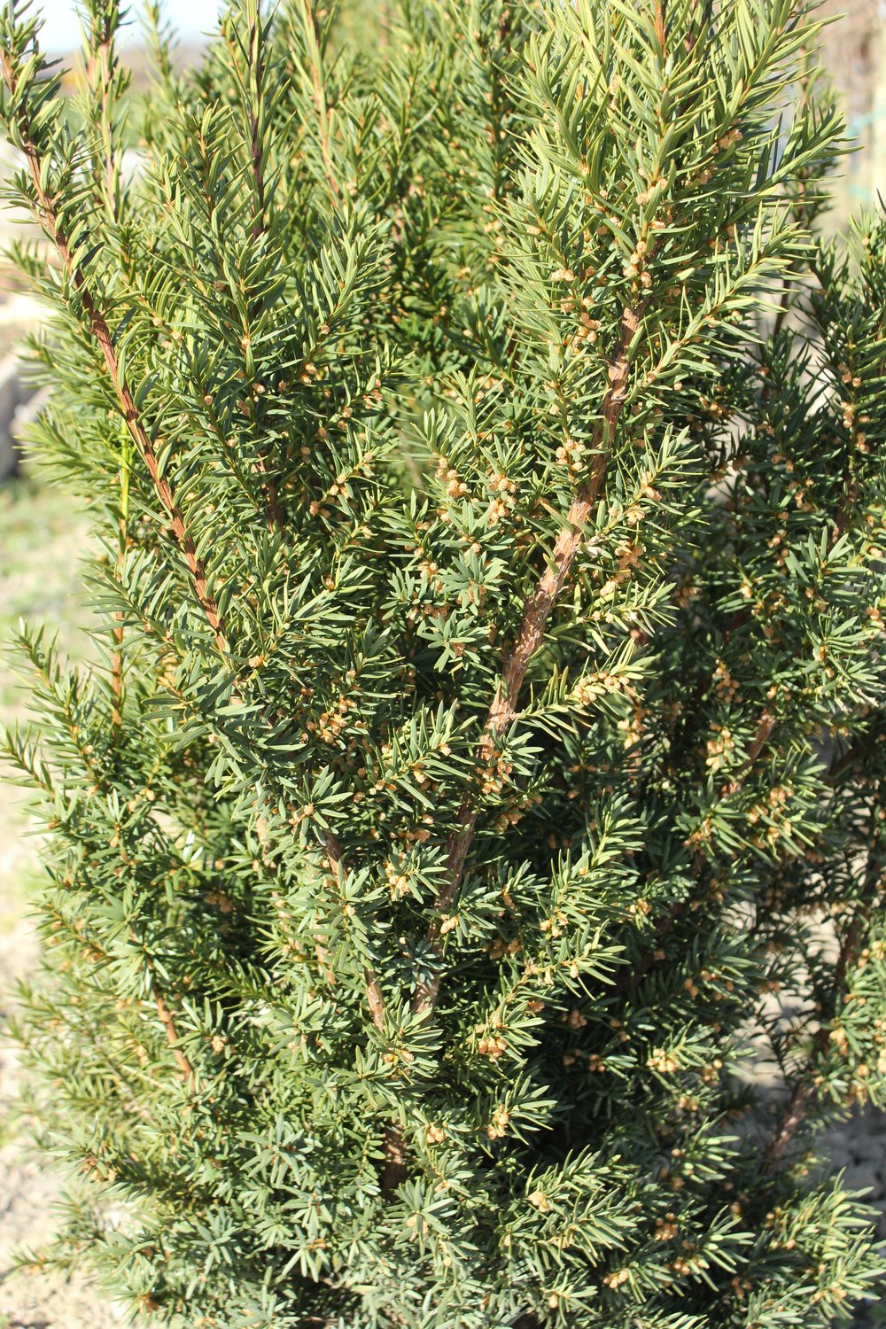 Taxus x media 'Hicksii', 40-50 cm