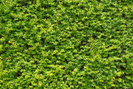 Taxus × media 'Hillii', 30-40 cm