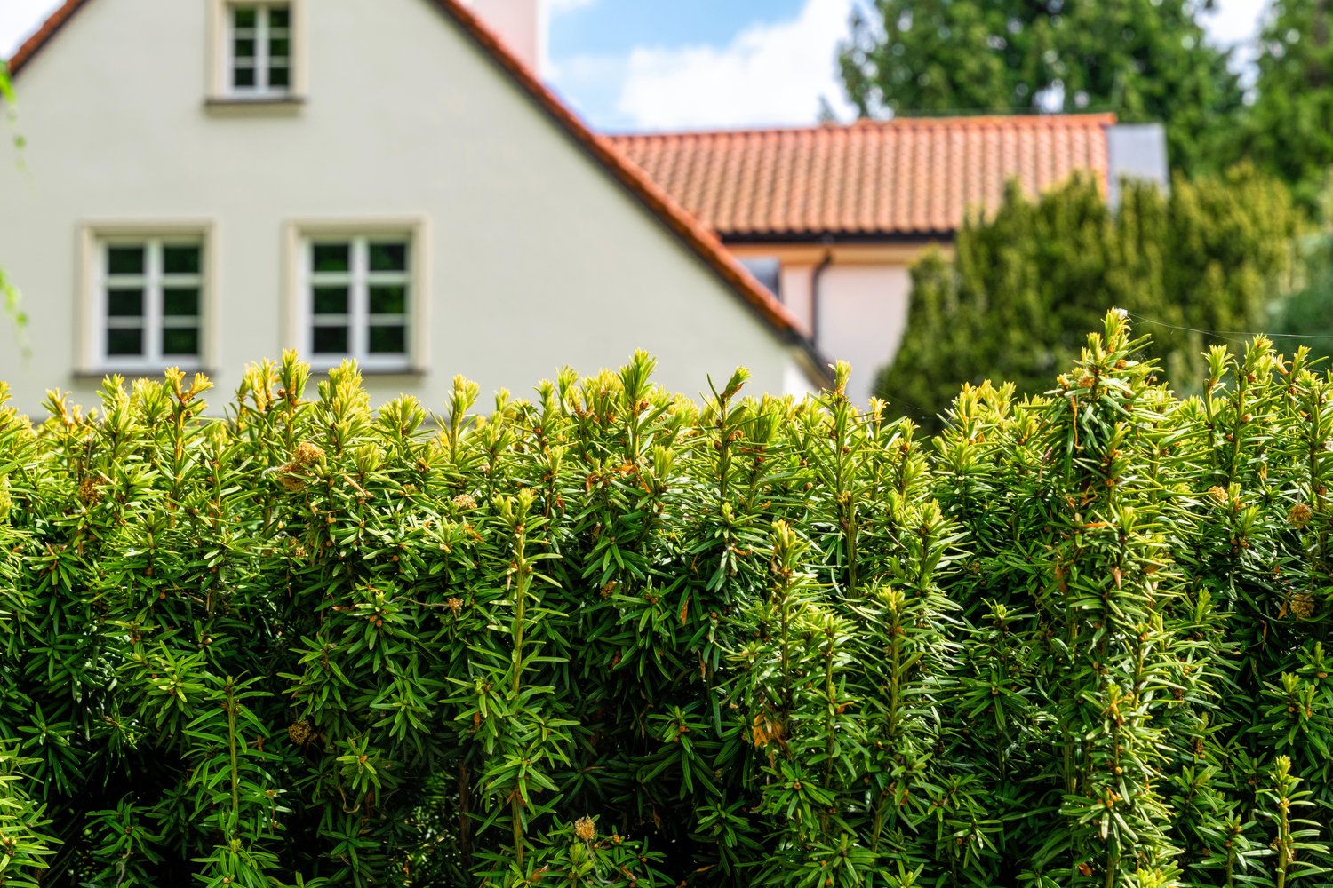 Taxus × media 'Hillii', 30-40 cm