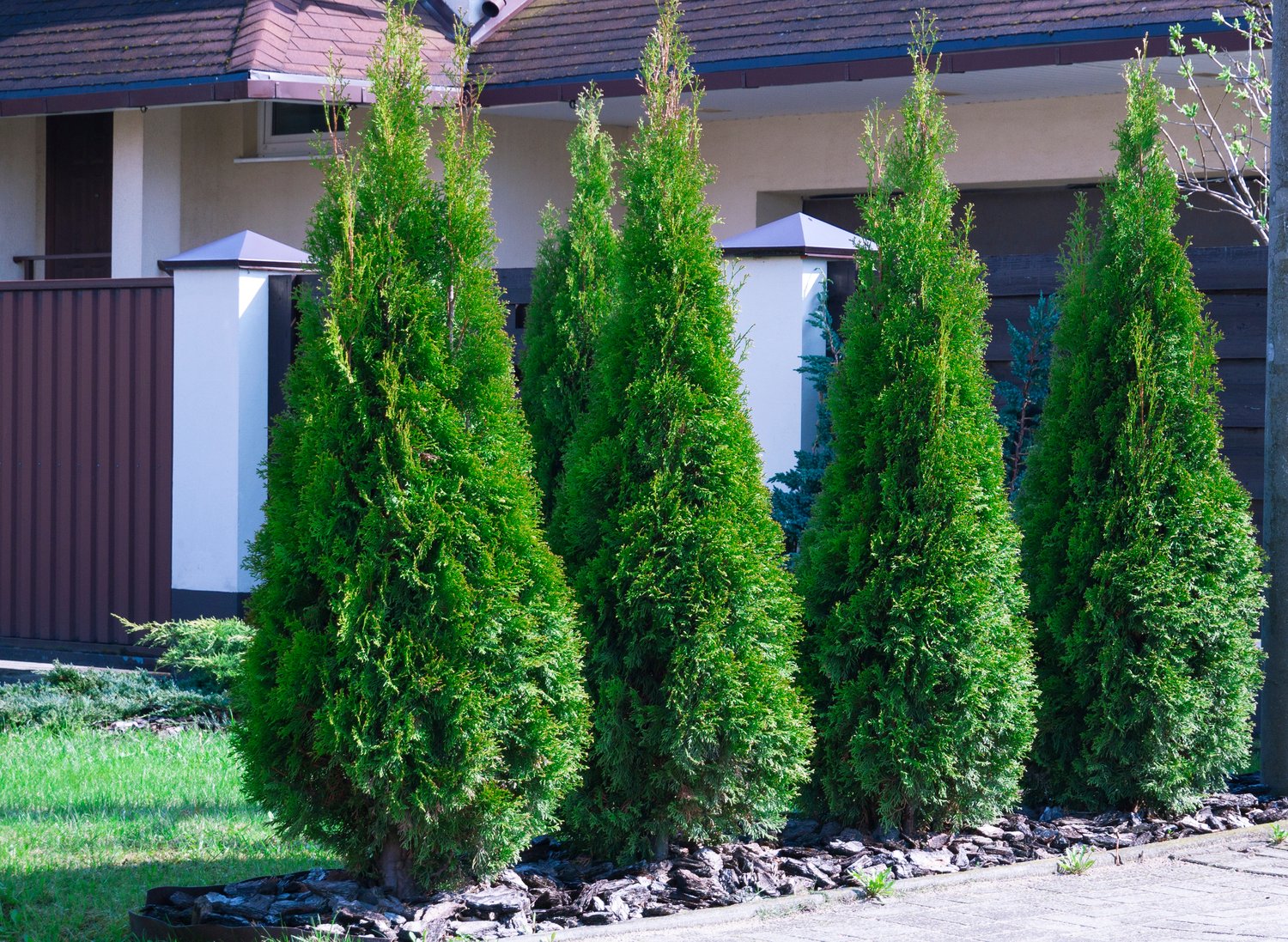 Thuja occidentalis 'Smaragd', 80-100 cm