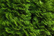 Thuja occidentalis 'Smaragd', 100-125 cm