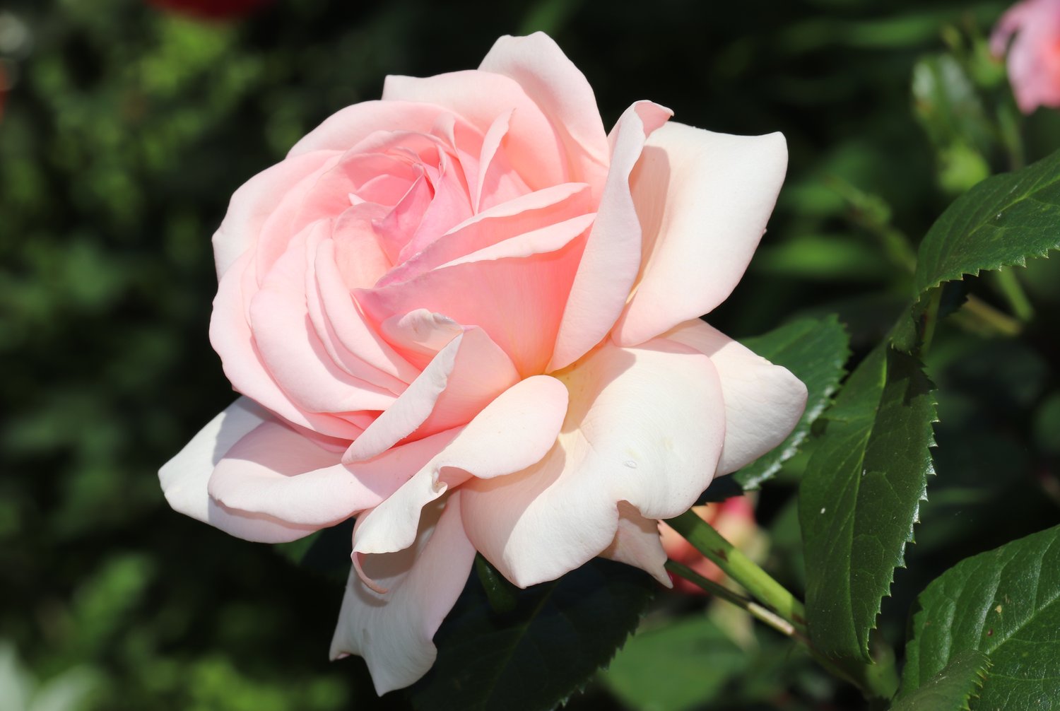 Rosa Aphrodite