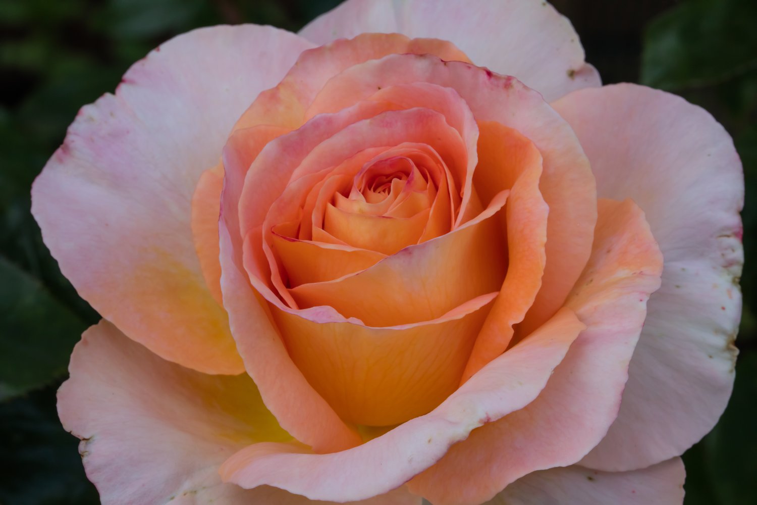Rosa BITTEN CLAUSEN (Scented Memory)