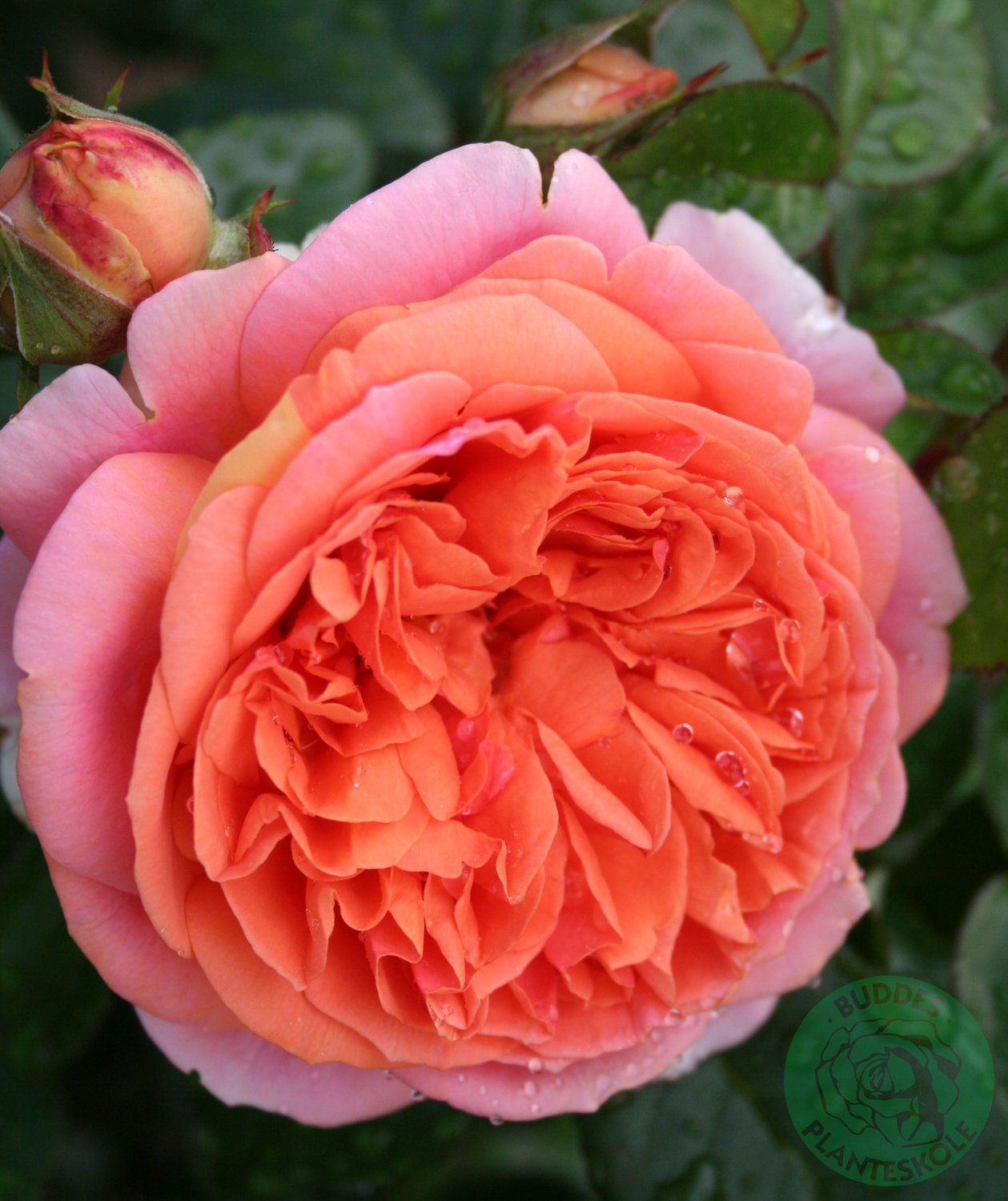 Rosa Chippendale