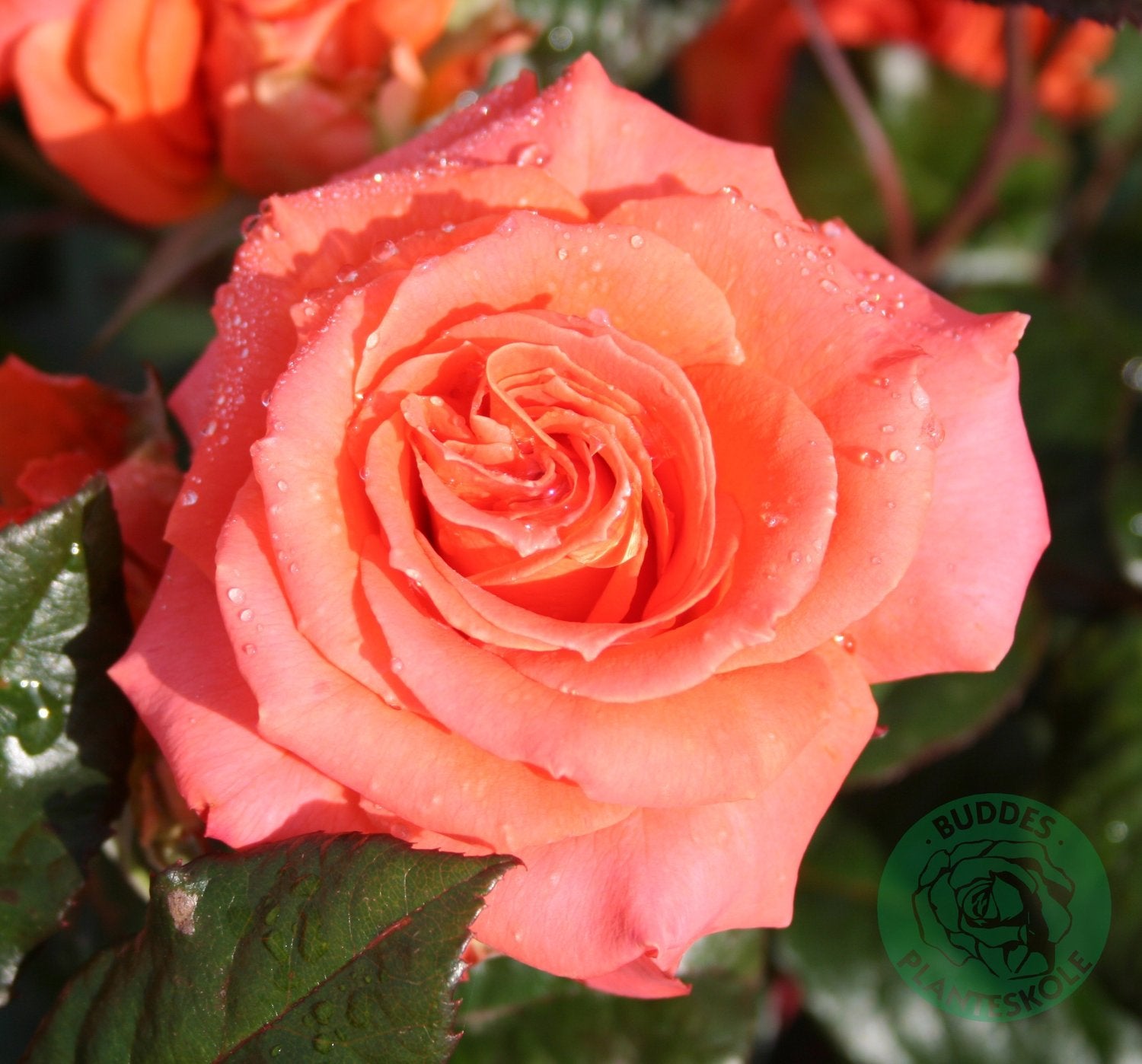 Rosa Dronning Ingrid