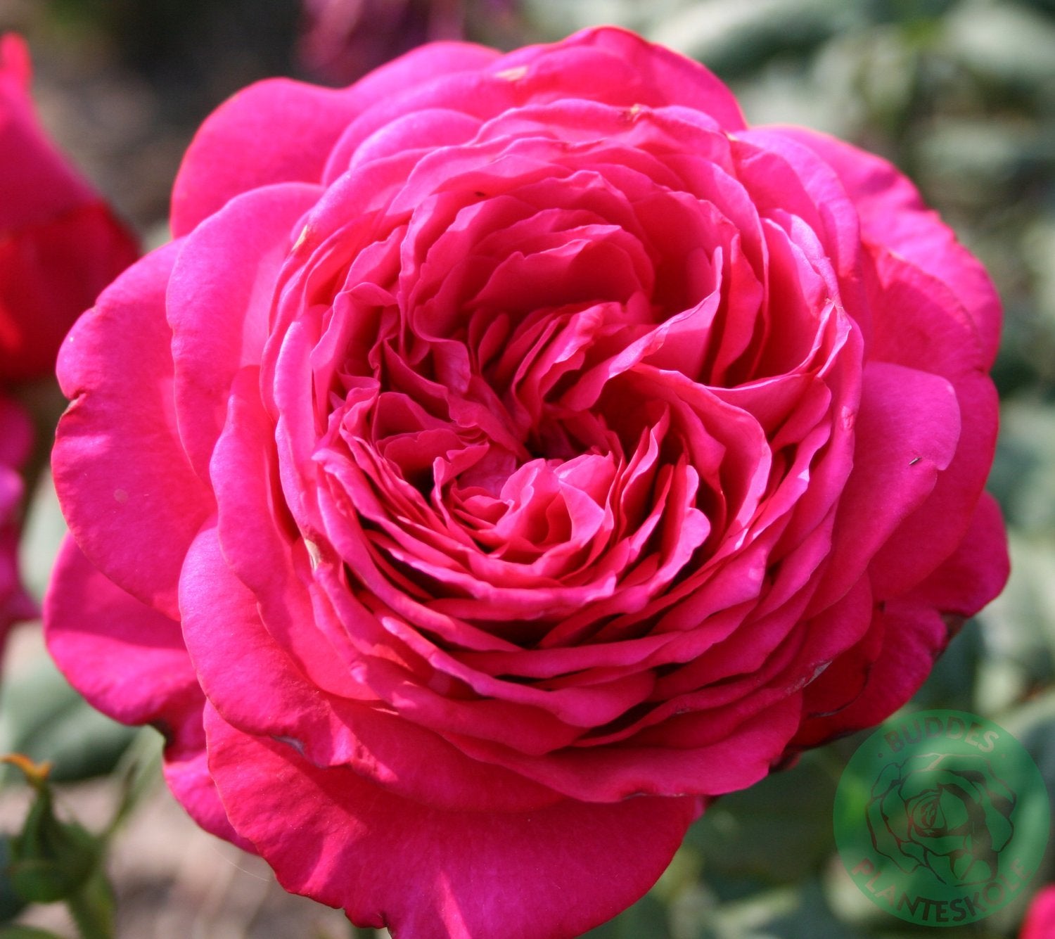 Rosa Johan Wolfgang Von Goethe Rose