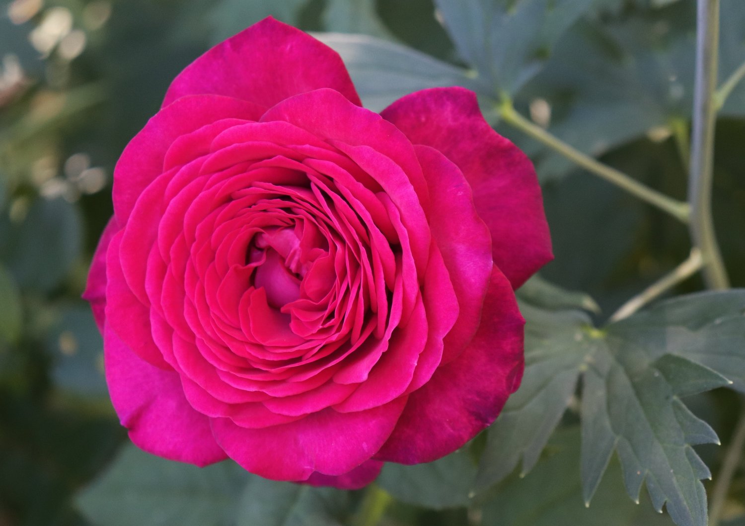 Rosa Johan Wolfgang Von Goethe Rose