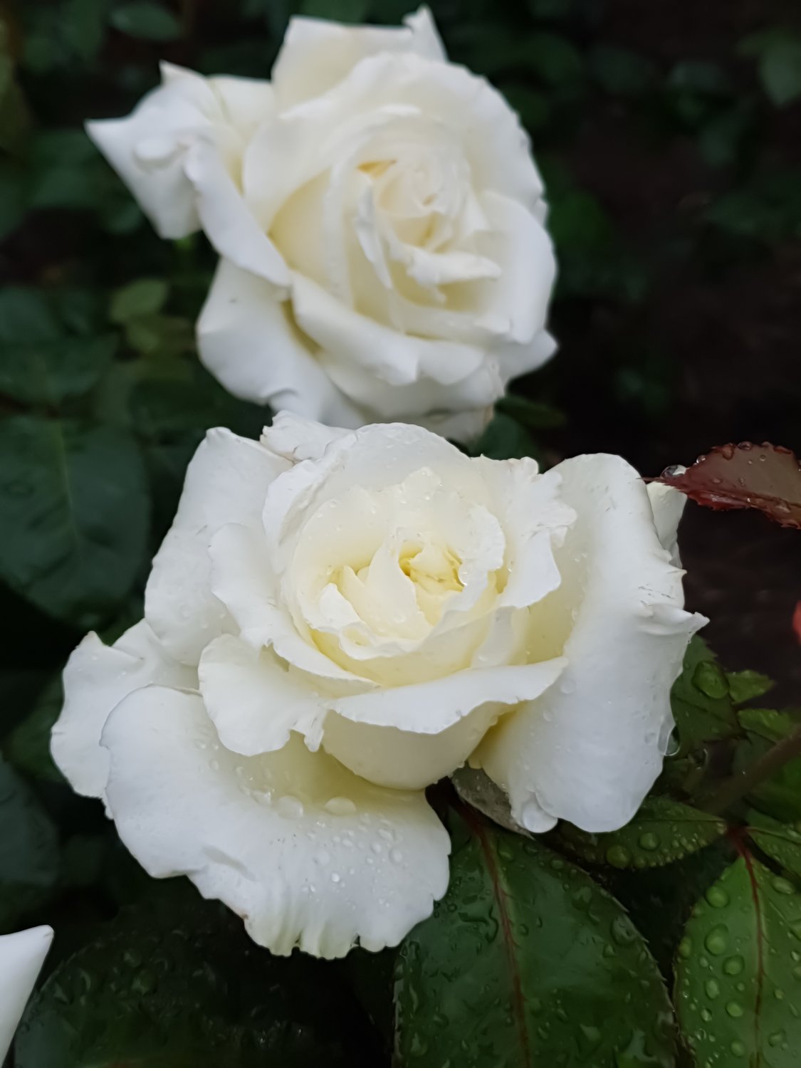 Rosa Memoire