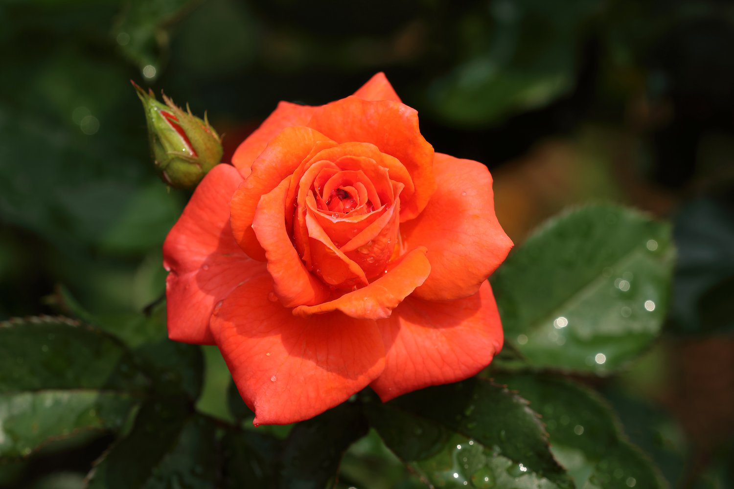 Rosa Prinsesse Marie