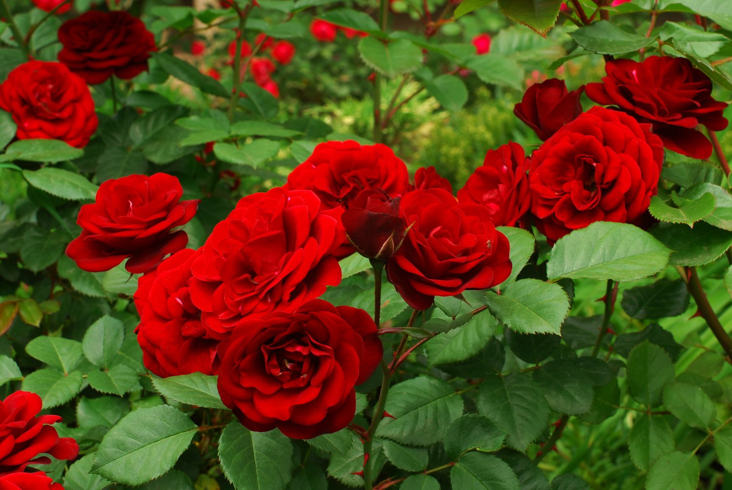 Rosa Carl Philip