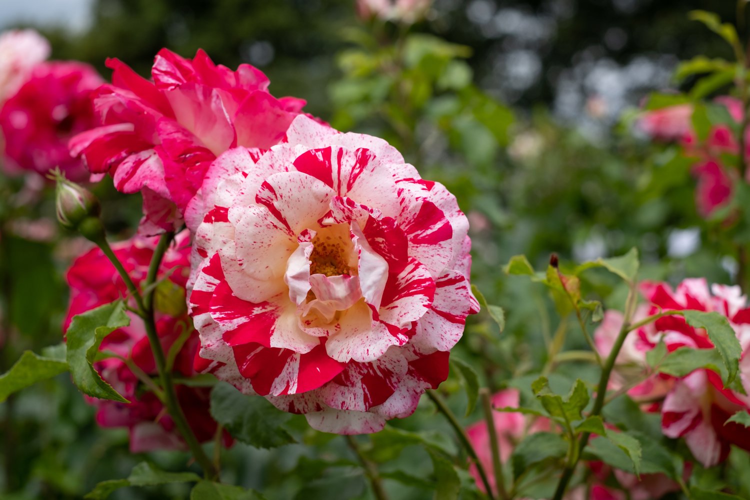 Rosa ROCK AND ROLL