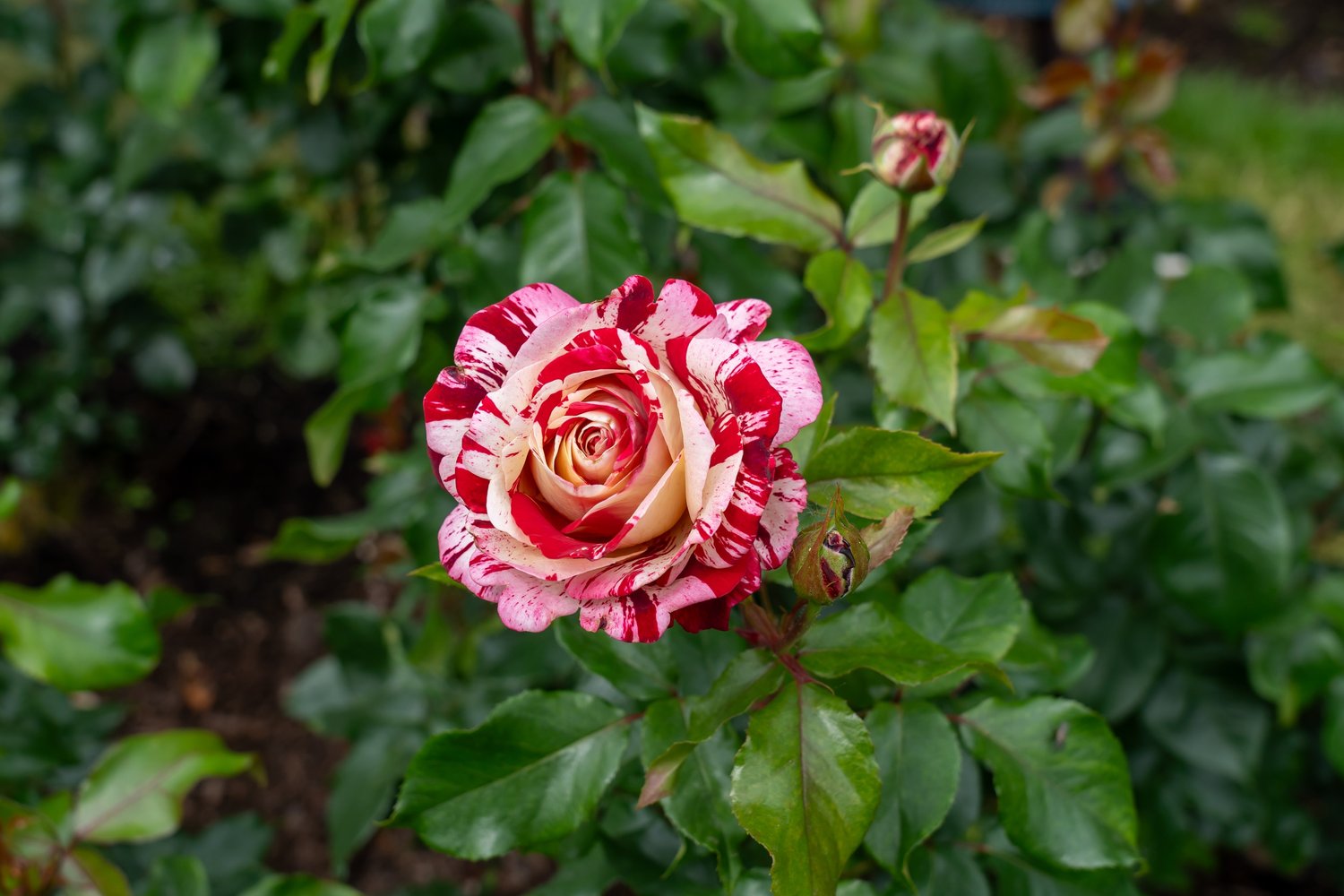 Rosa ROCK AND ROLL