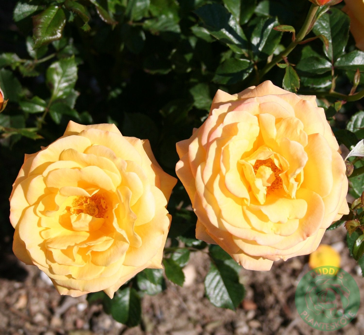 Rosa Amber Flush