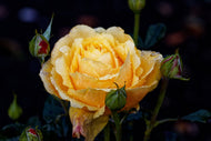 Rosa Amber Flush