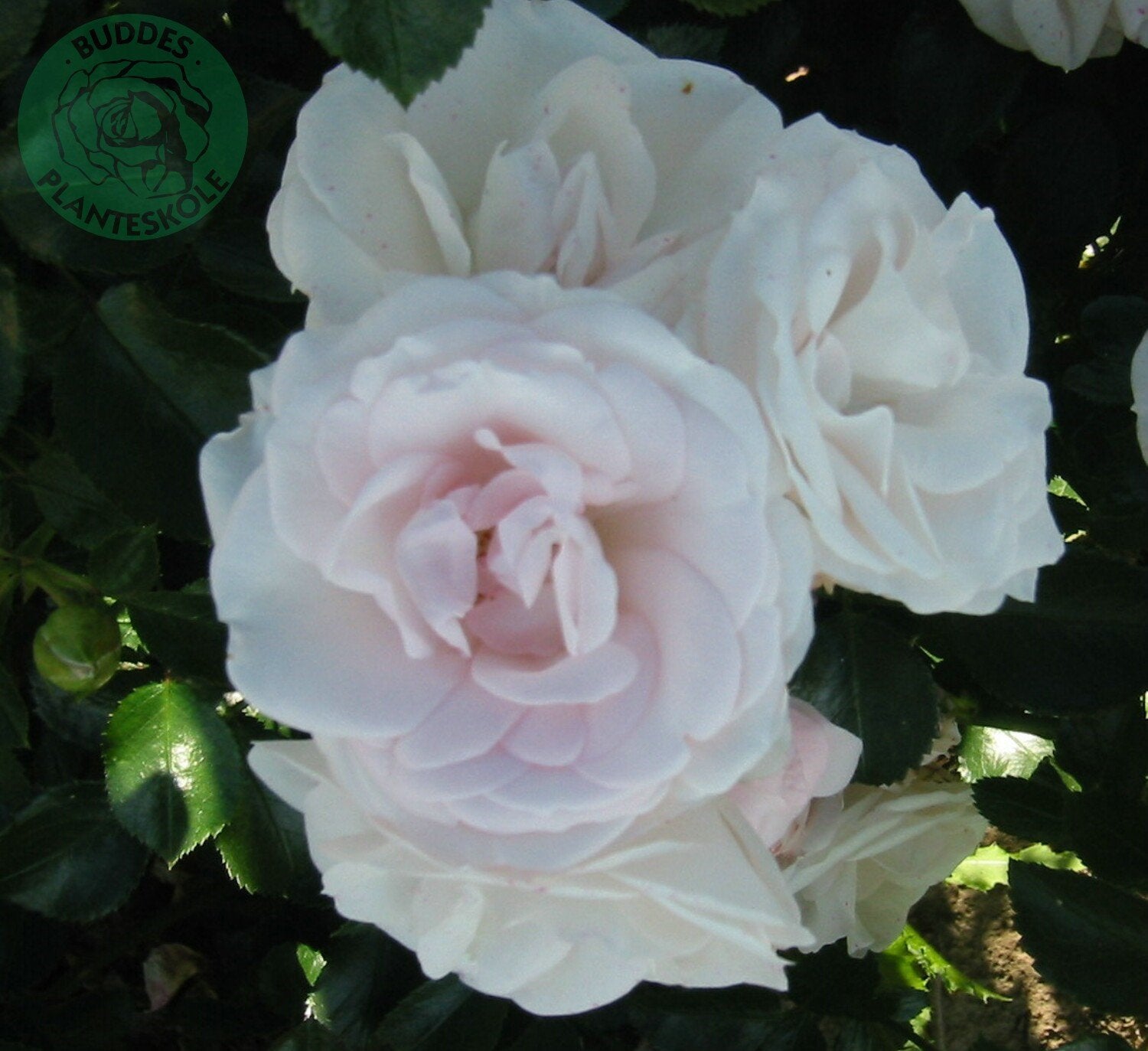 Rosa Aspirin