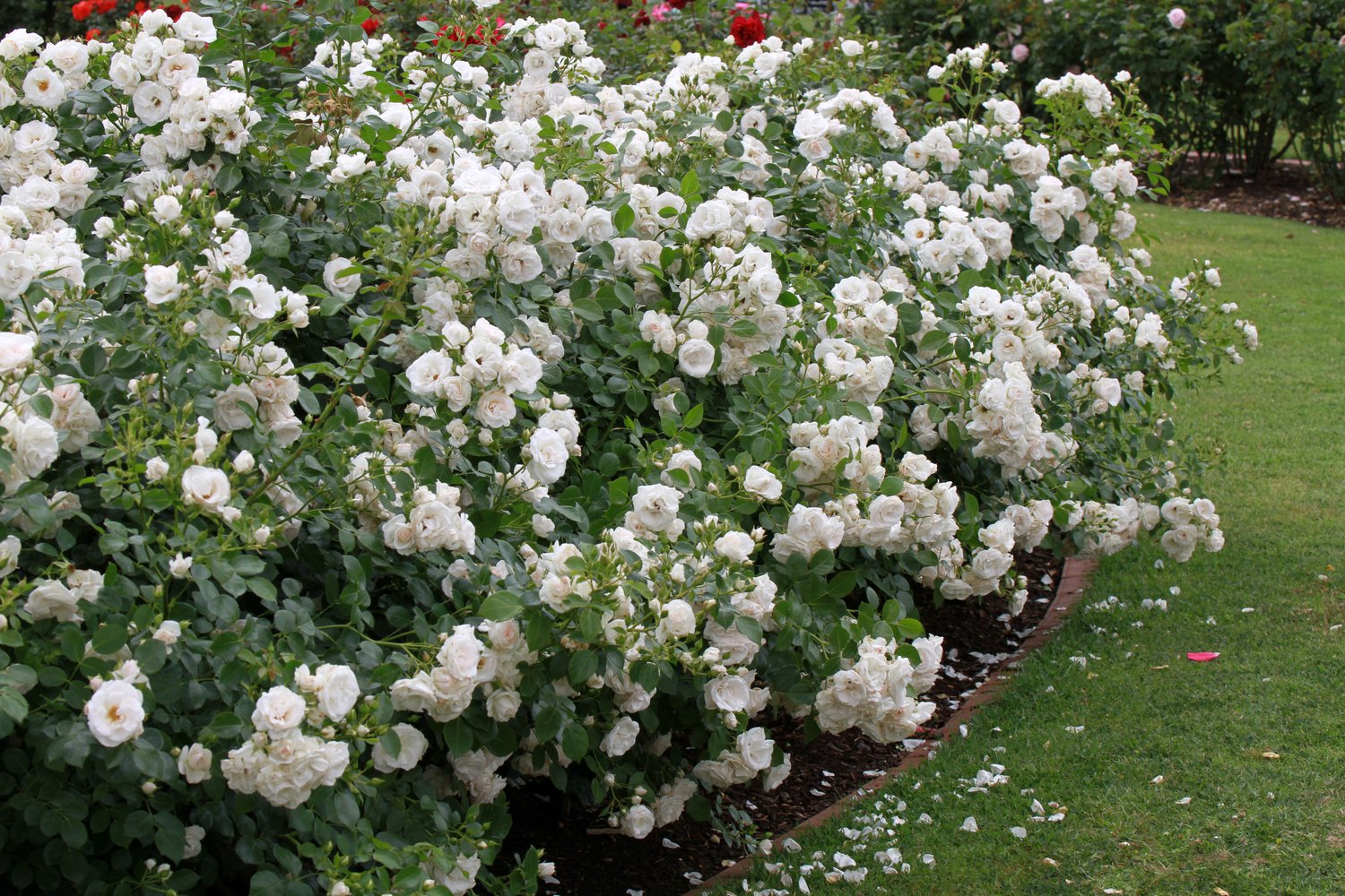 Rosa Aspirin
