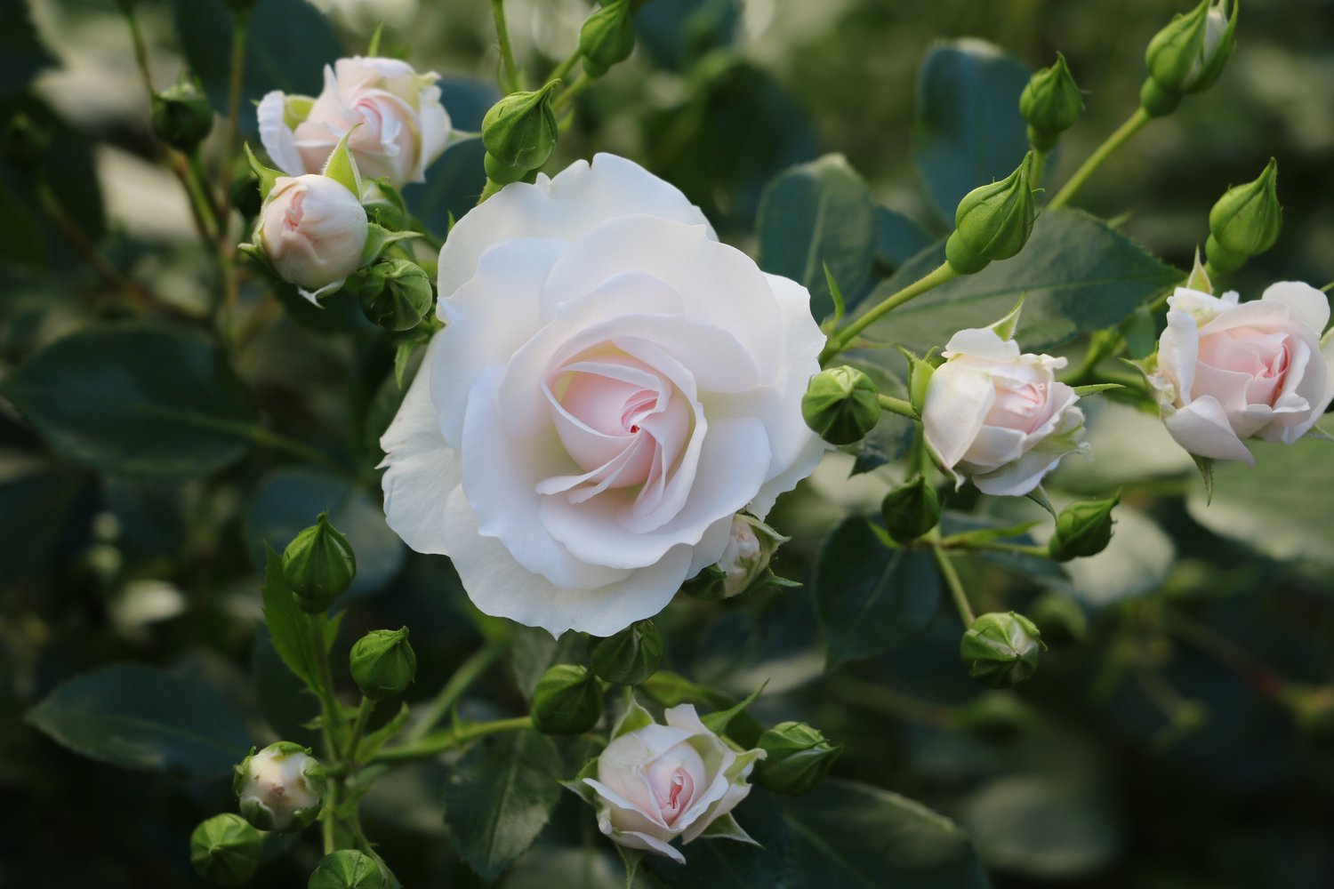 Rosa Aspirin