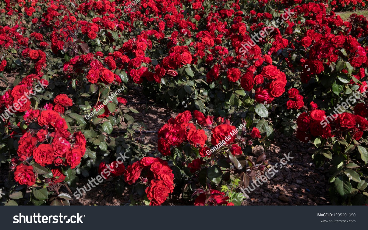Rosa 'Europeana'