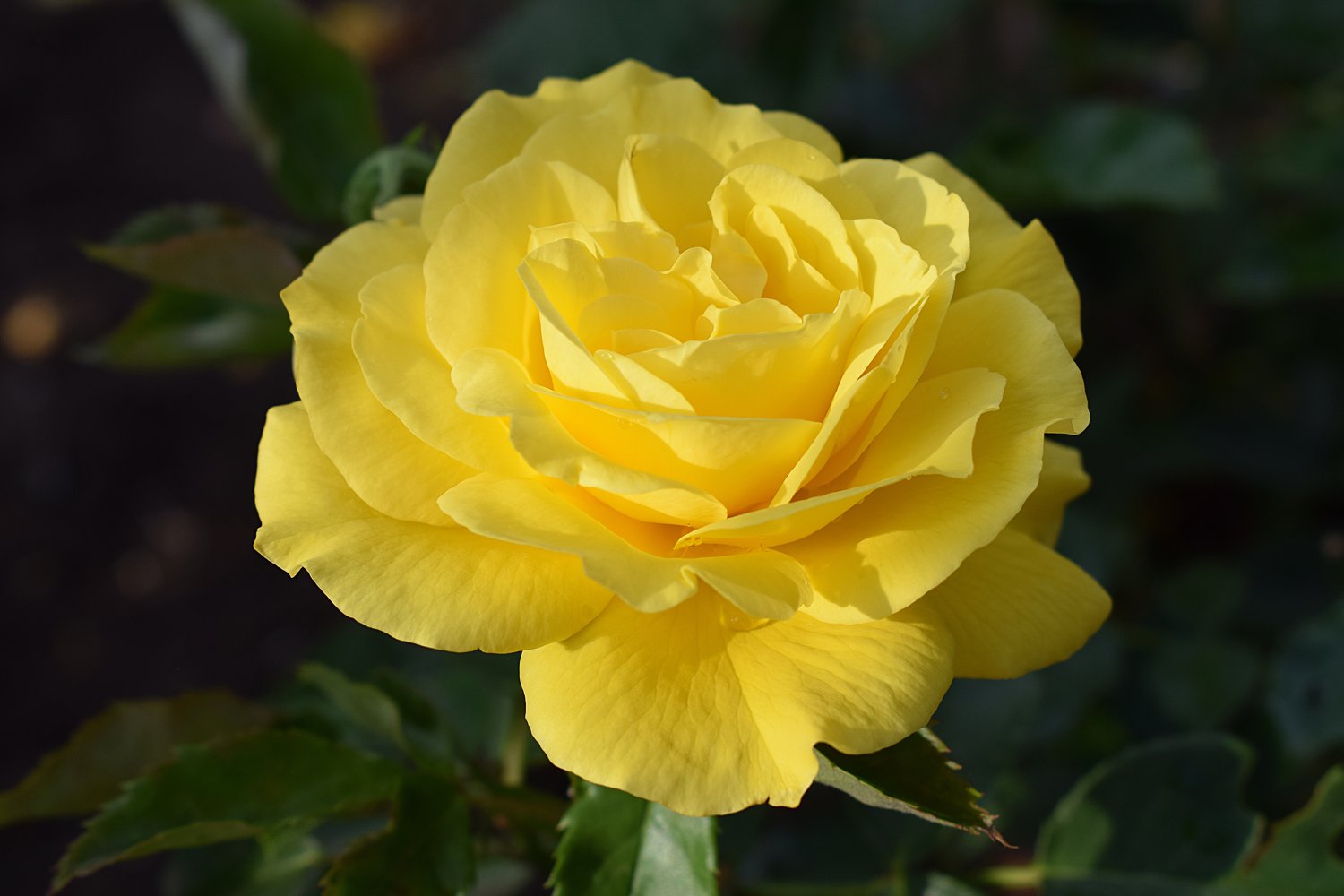 Rosa FRIESIA®