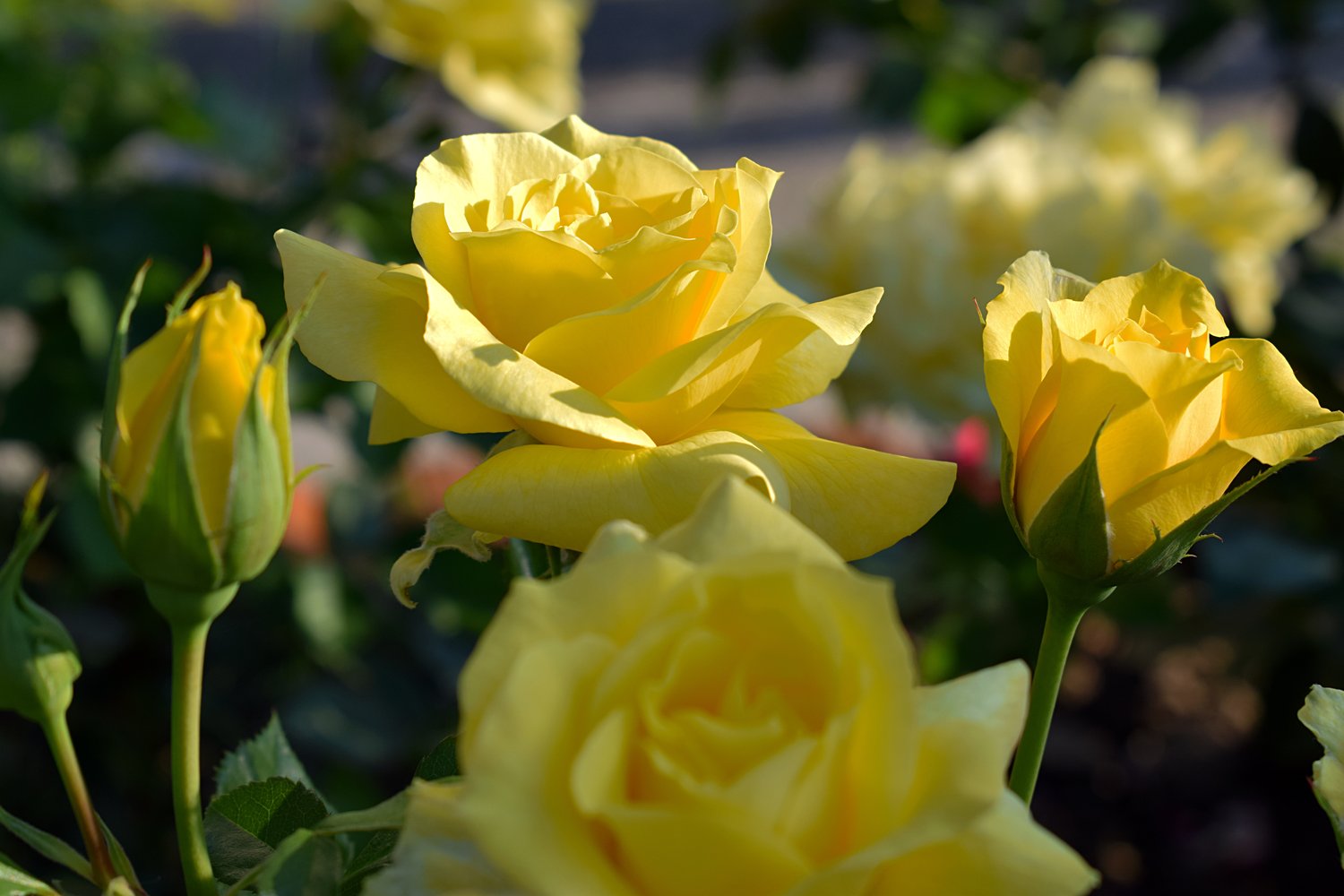 Rosa FRIESIA®