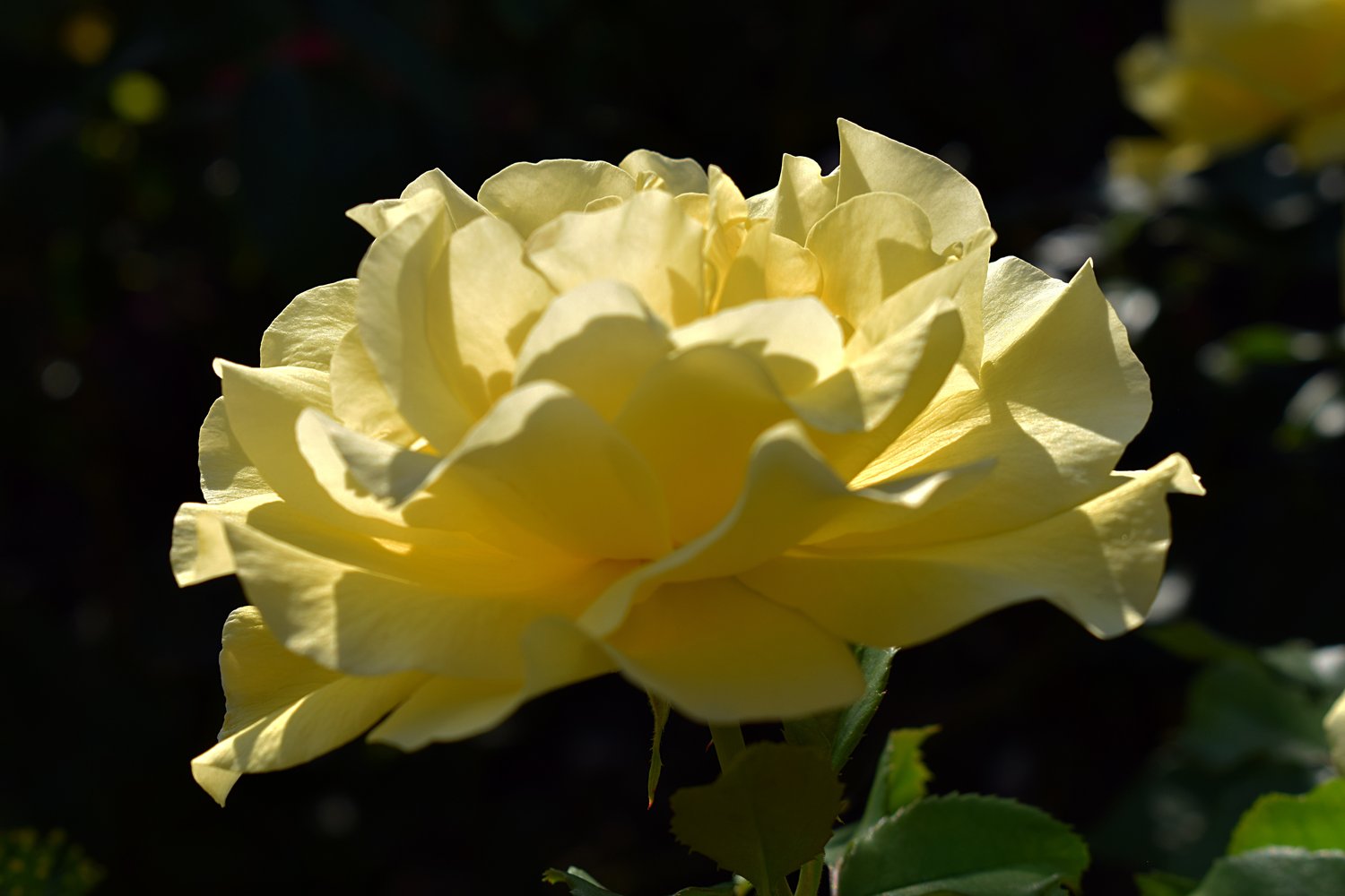 Rosa FRIESIA®