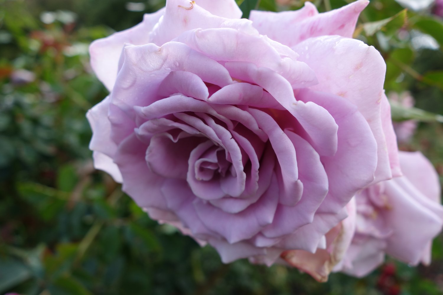 Rosa Gigi
