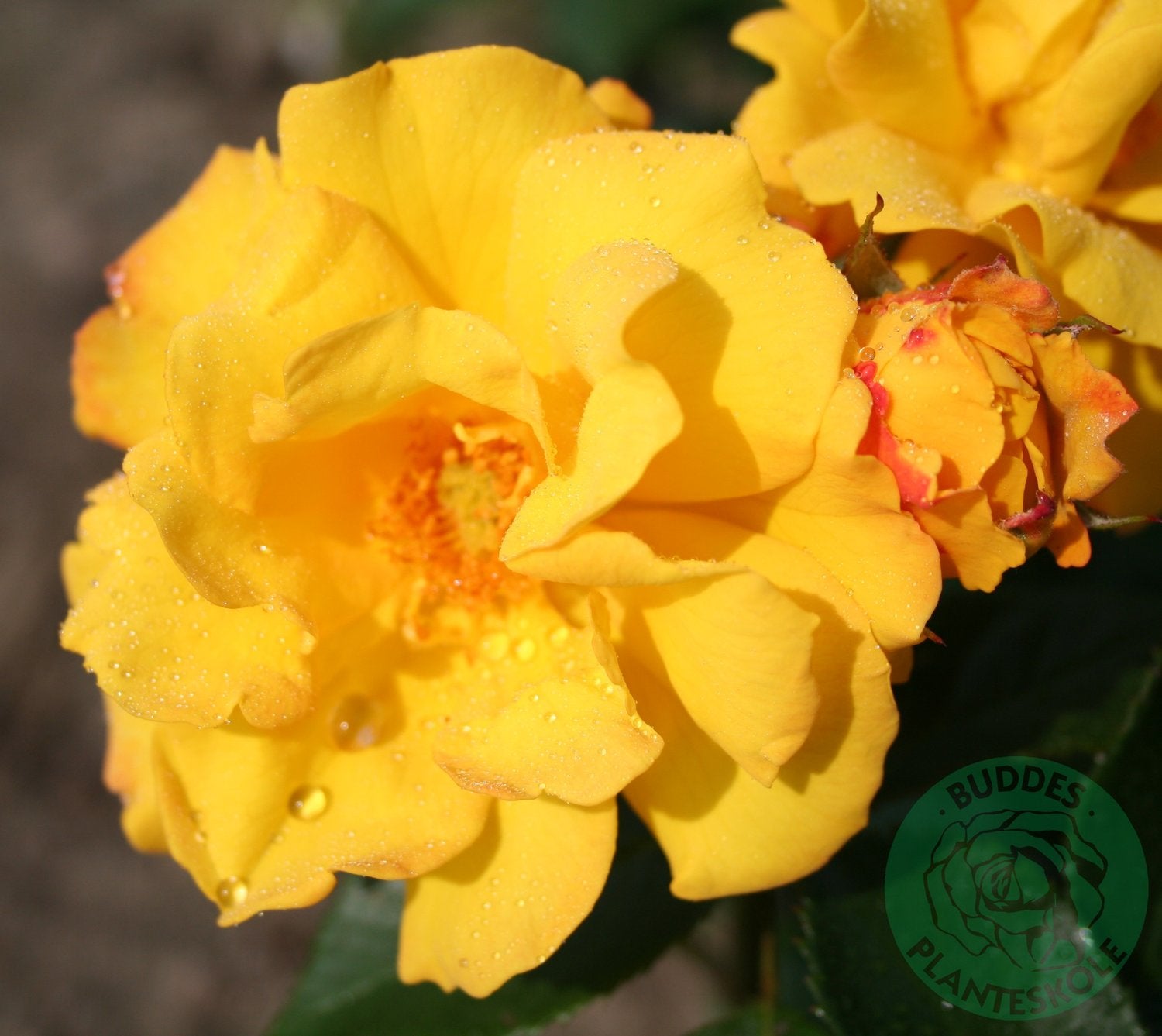 Rosa Goldmarie