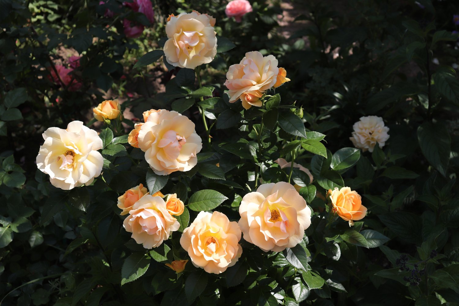 Rosa Hansestadt Rostock