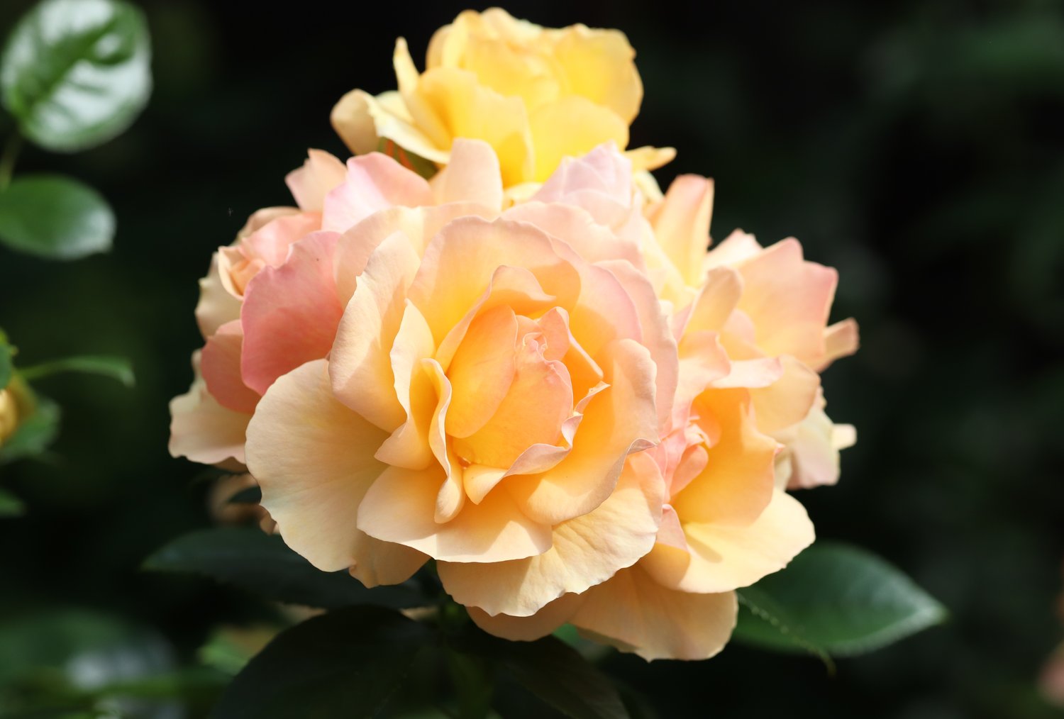 Rosa Hansestadt Rostock