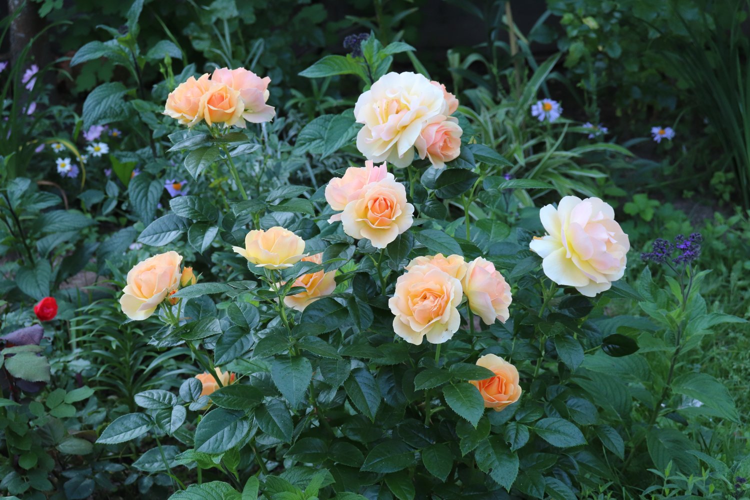 Rosa Hansestadt Rostock