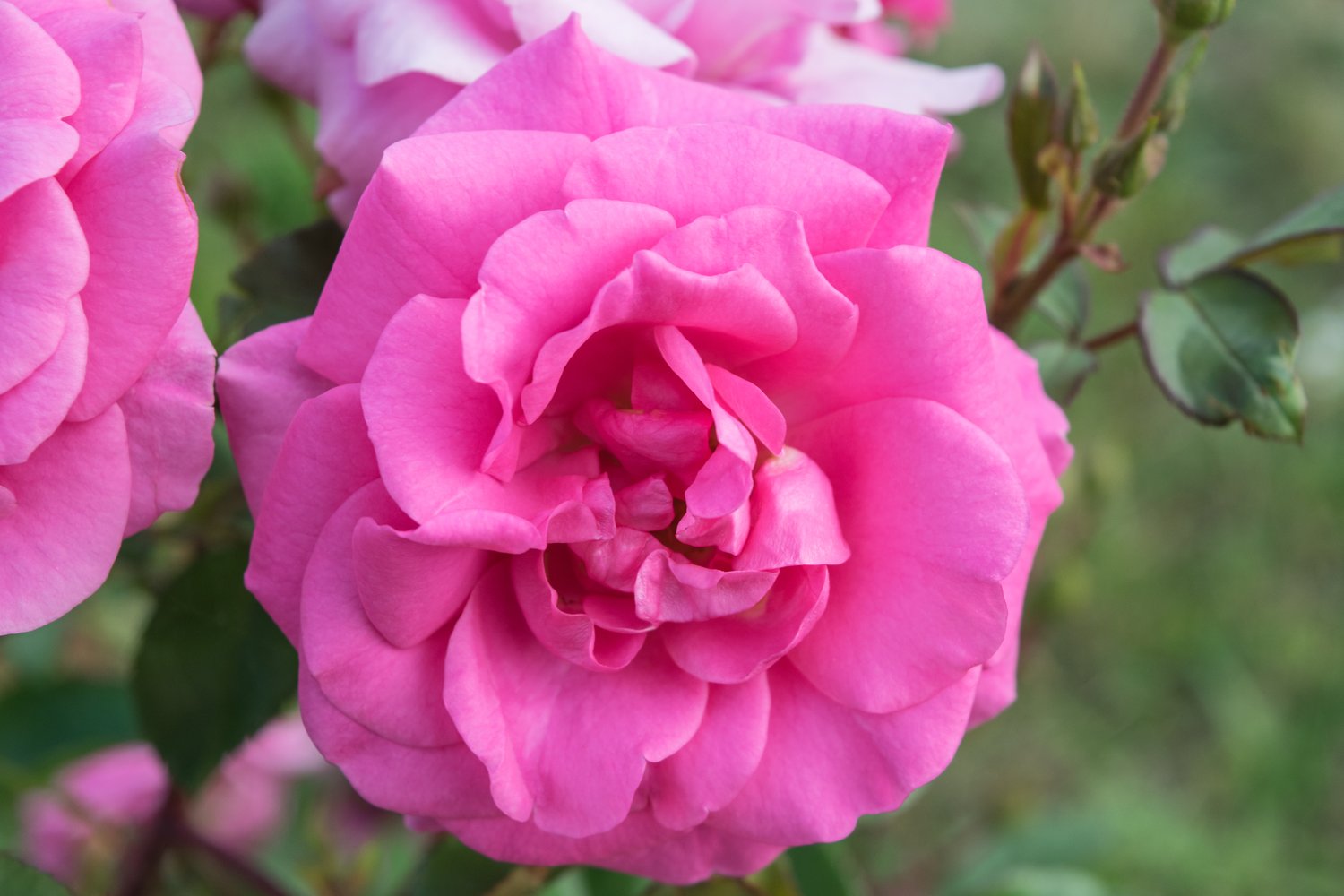 Rosa I Am Grateful