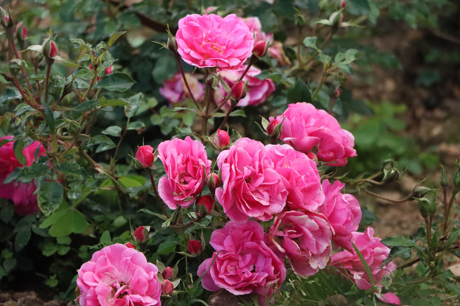 Rosa I Am Grateful