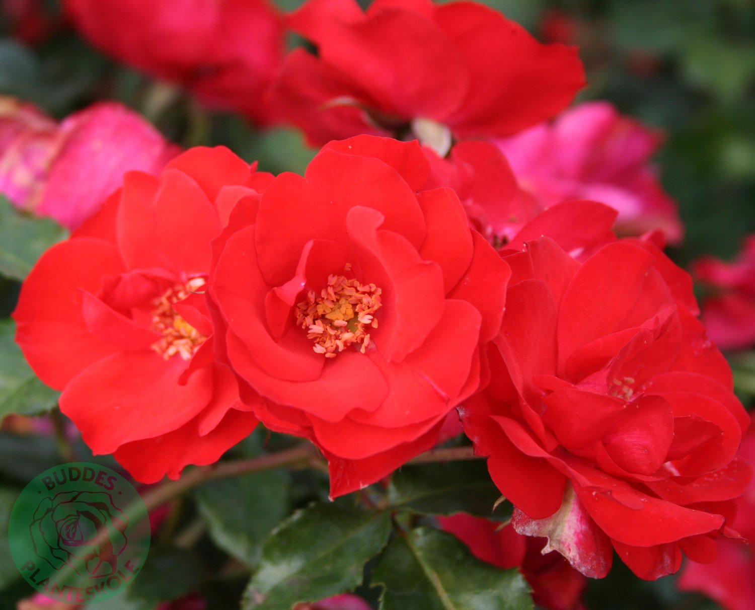 Rosa LA SEVILLANA