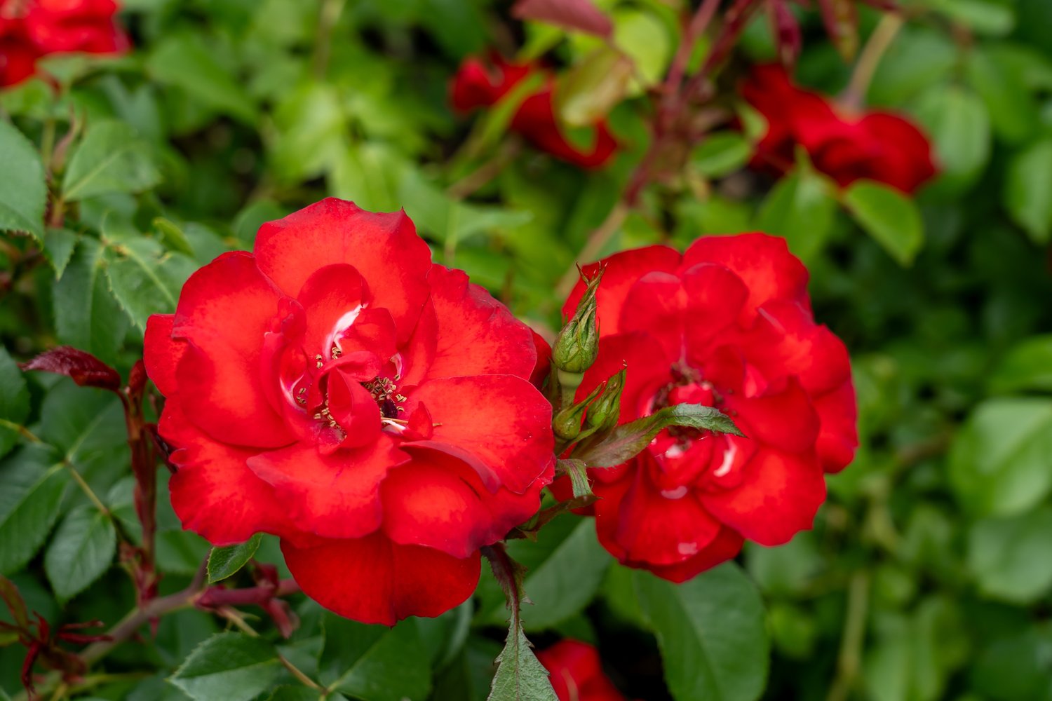 Rosa LA SEVILLANA