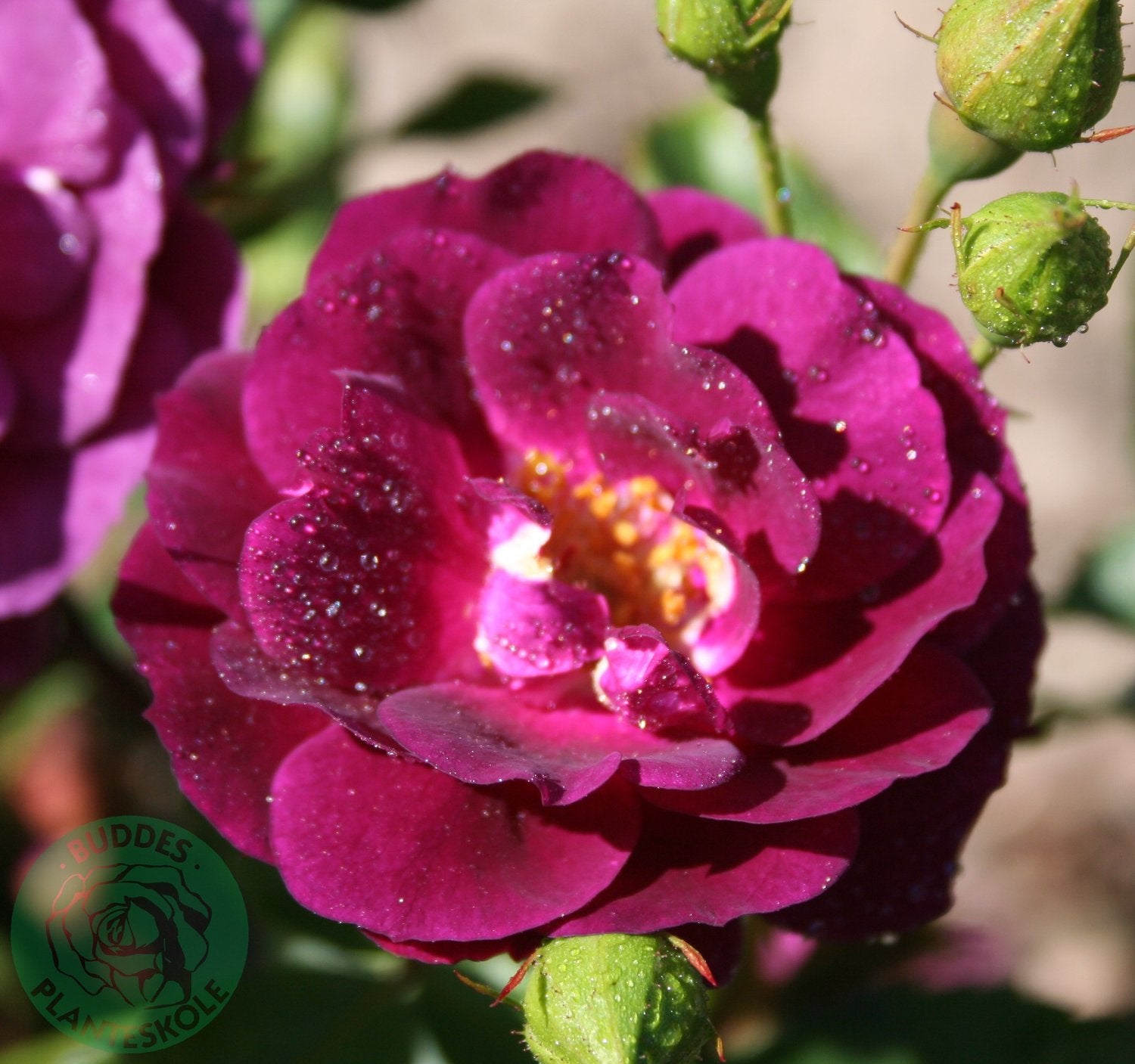 Rosa Midnight Blue